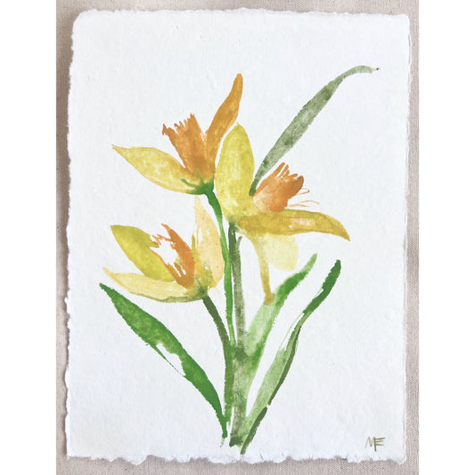 Daffodil VIII